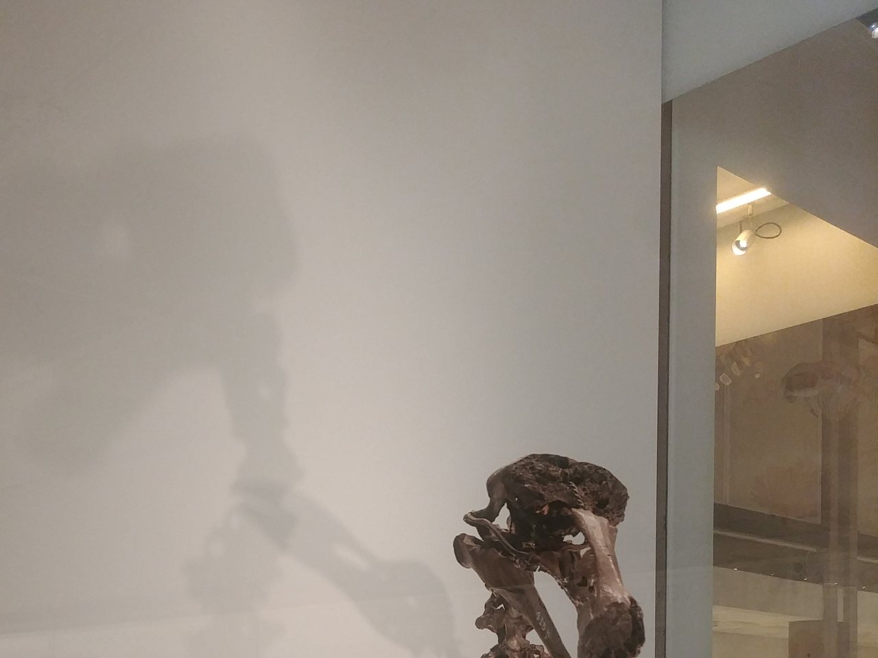 Dodo skeleton reconstruction