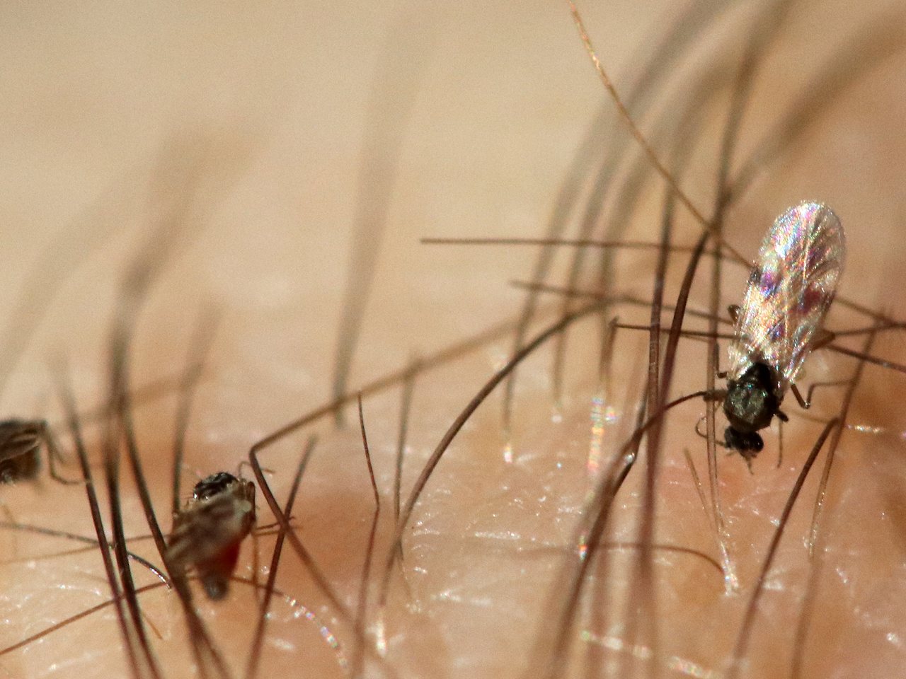 A Culicoides biting midge, the insect that spreads Shamonda virus among animals (file photo)