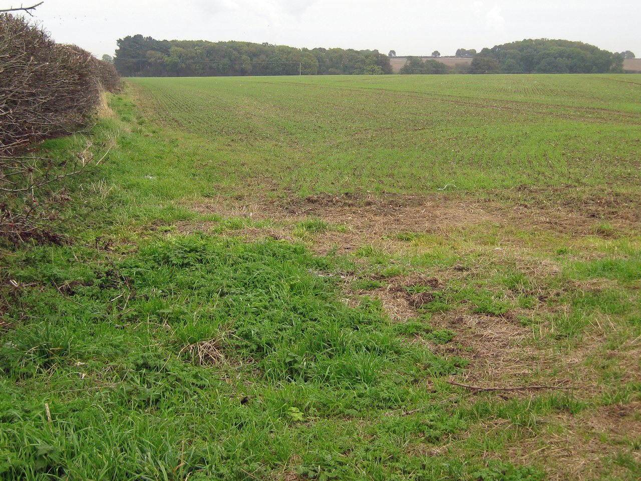 Ears of winter wheat in a field (file photo)