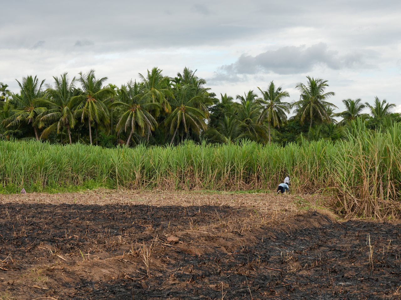 A sugarcane field in Karnataka (file photo)